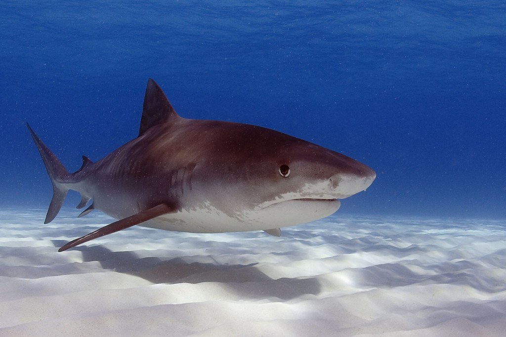 Tiger Shark Tiger Shark