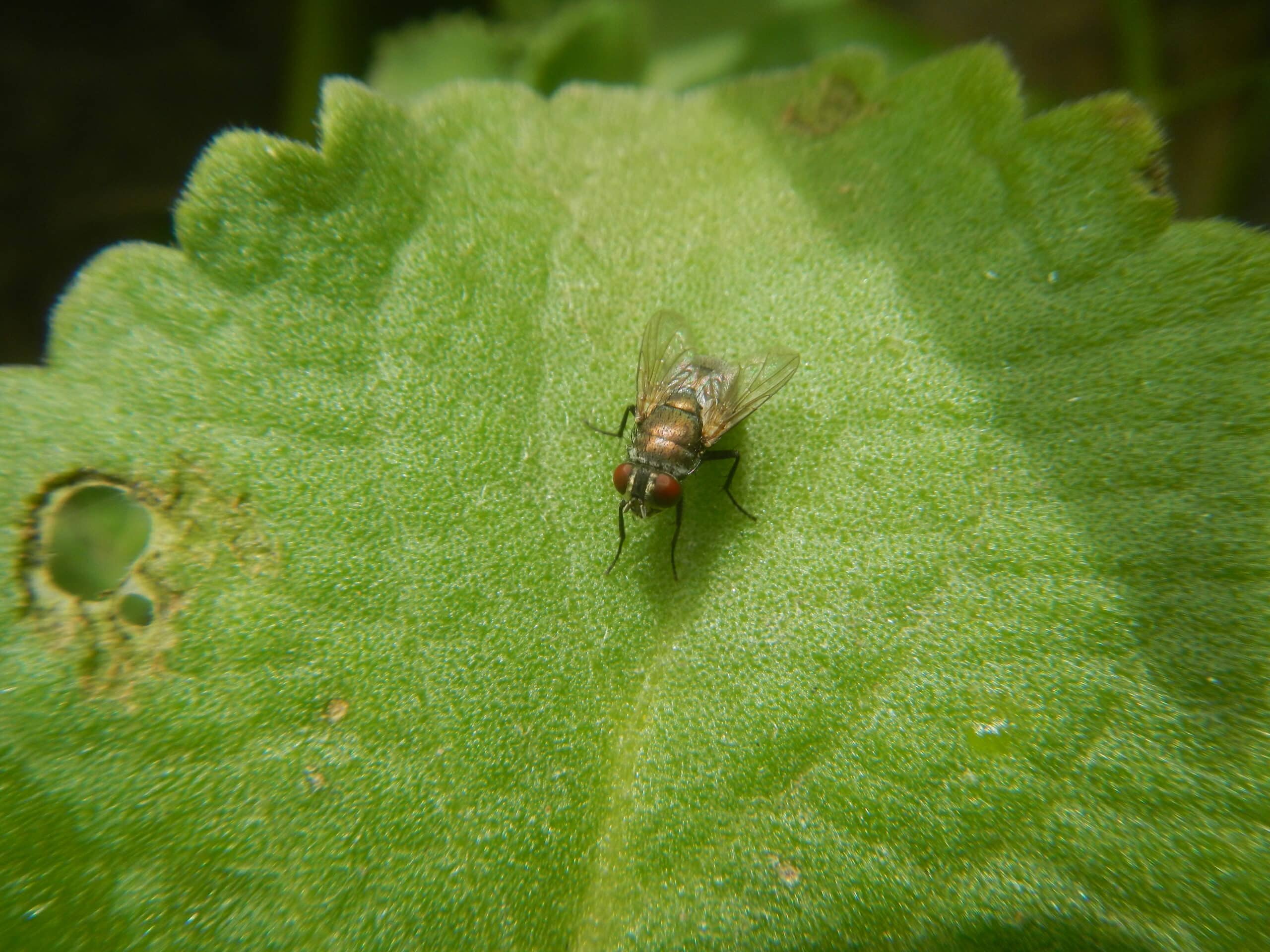 2608Common houseflies on Oregano 05 2608Common houseflies on Oregano 05