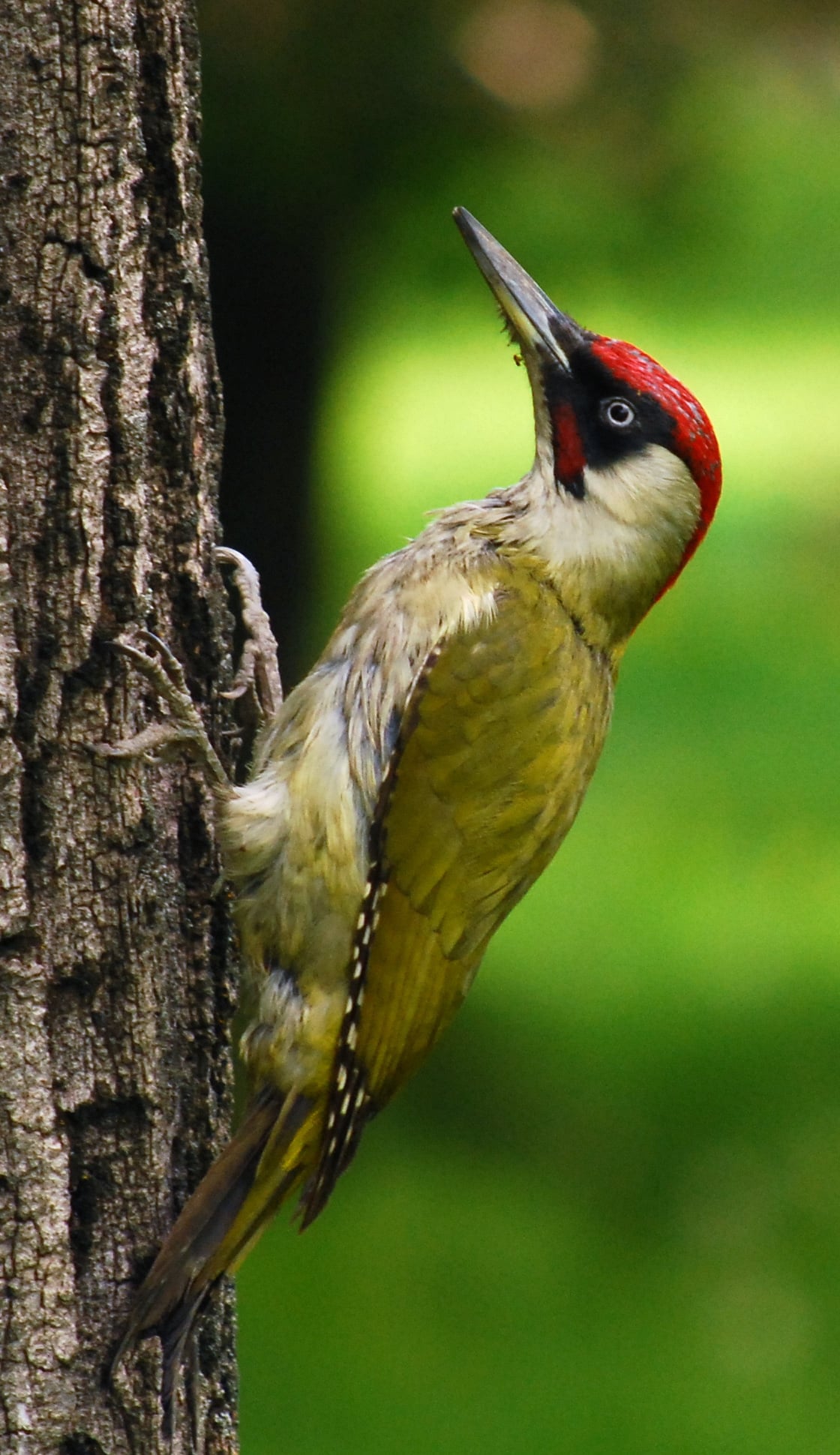 RO B Carol Park green woodpecker crop RO B Carol Park green woodpecker crop