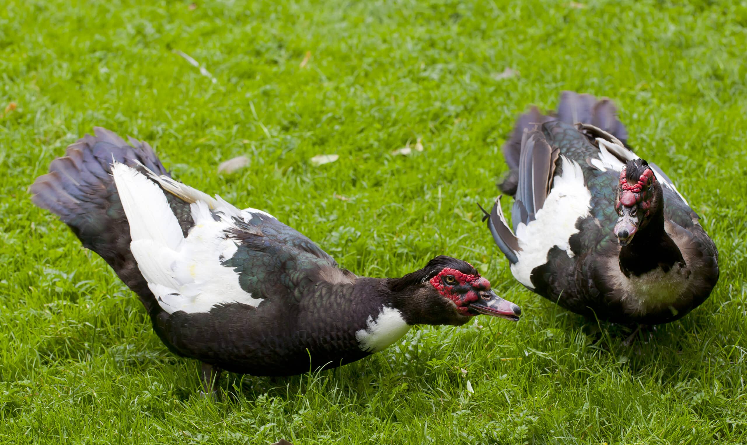 Pato criollo (Cairina moschata domestica), Tierpark Hellabrunn, Múnich, Alemania, 2012-06-17, DD 01