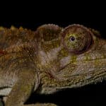 Jackson’s Chameleon