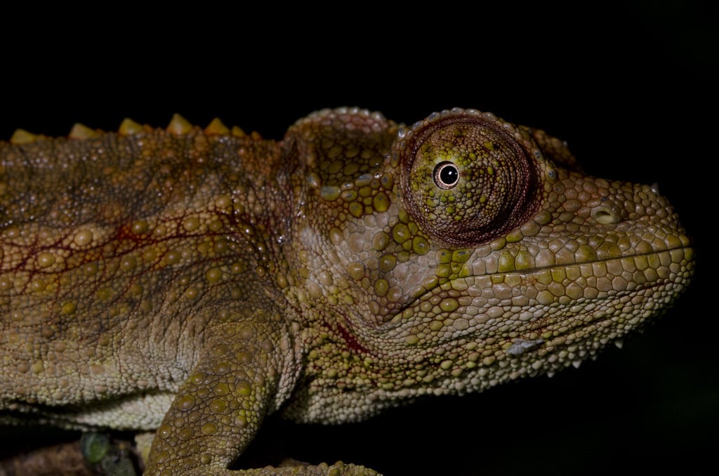 Jackson’s Chameleon