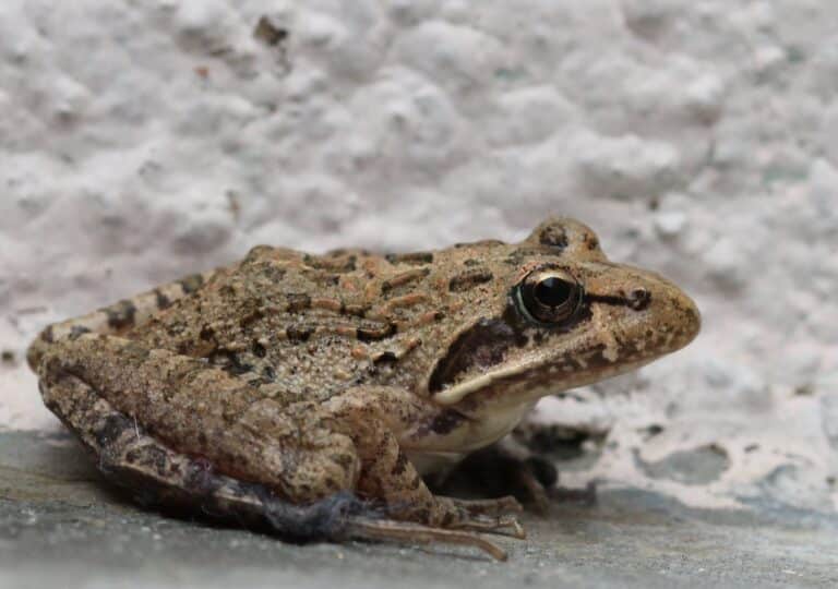Strongylopus grayii Clicking Stream Frog EOS 00159 Strongylopus grayii Clicking Stream Frog EOS 00159