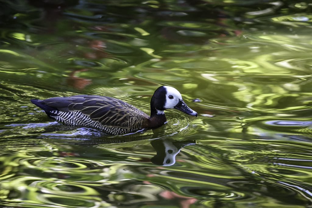 Whistling Duck in Water