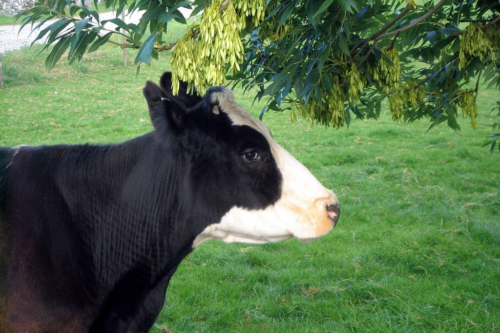 A cow A cow