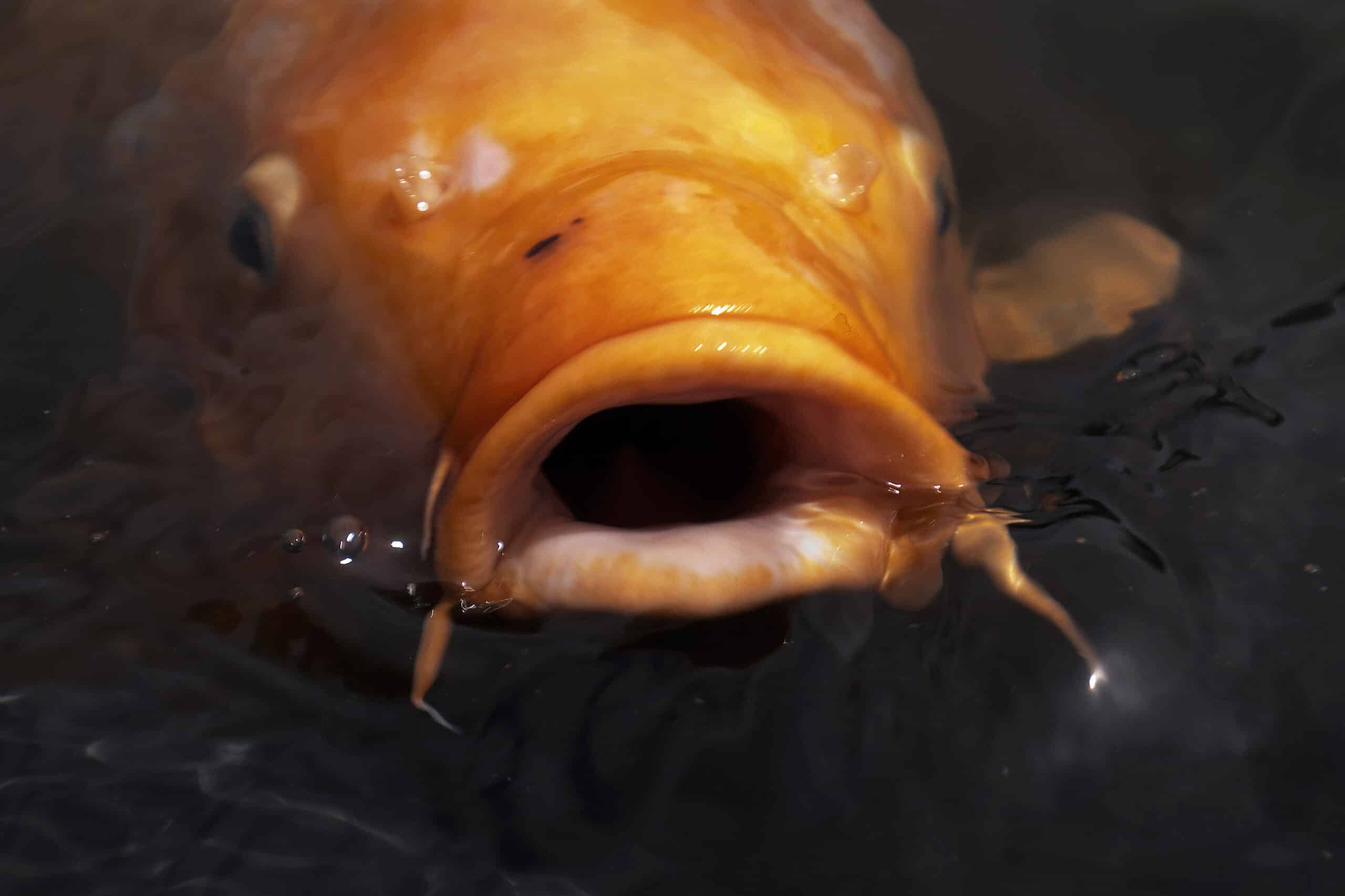 Koi Fish