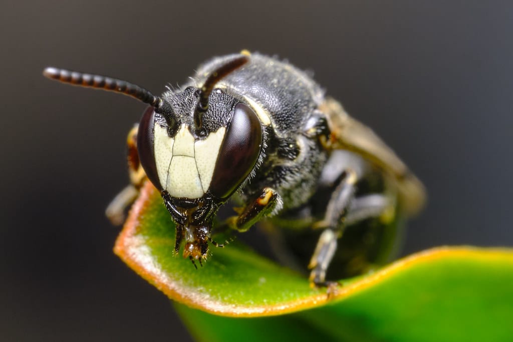 Mignonette Yellow-face bee (Hylaeus signatus)