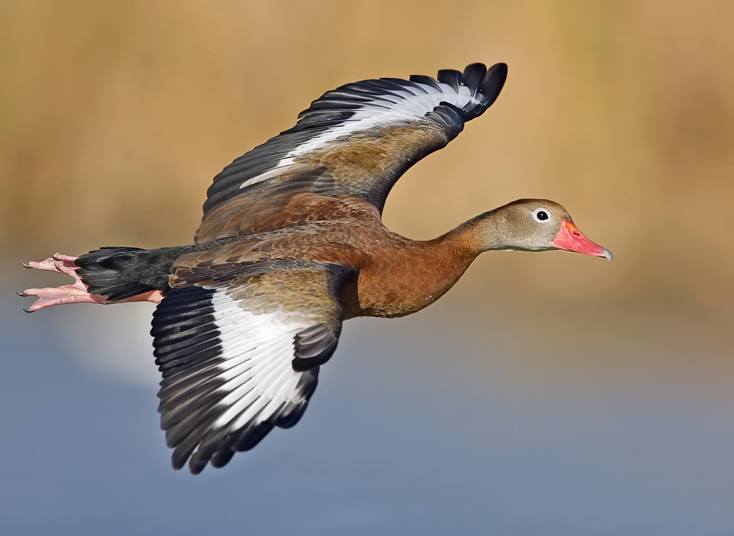 File:Whistling duck flight02 – natures pics-edit1.jpg