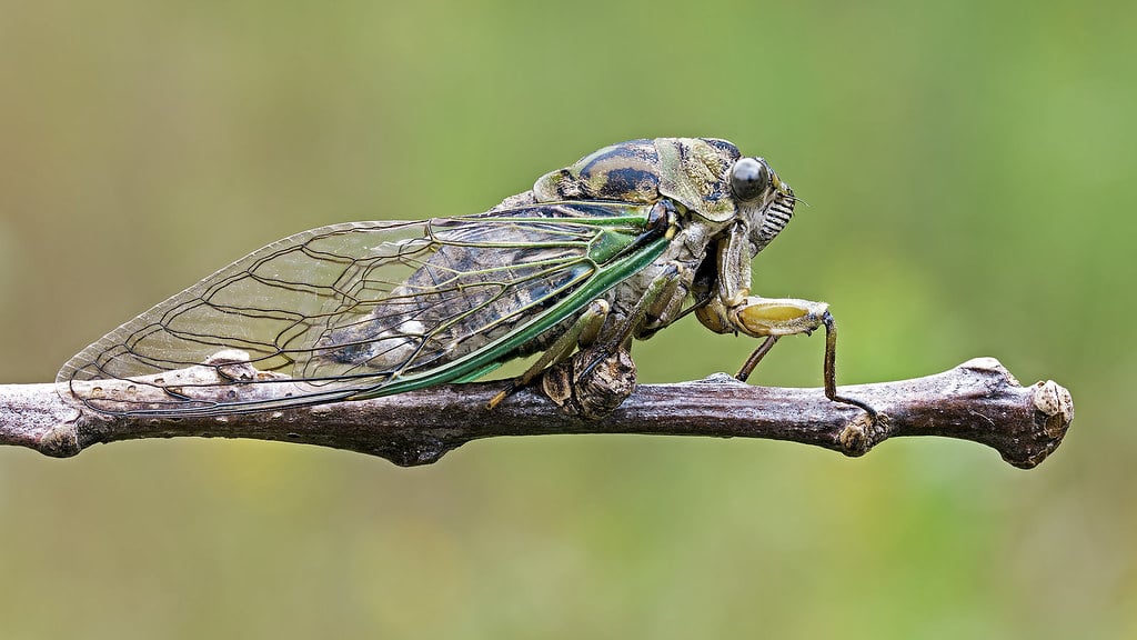 Neotibicen linnei linne’s annual cicada