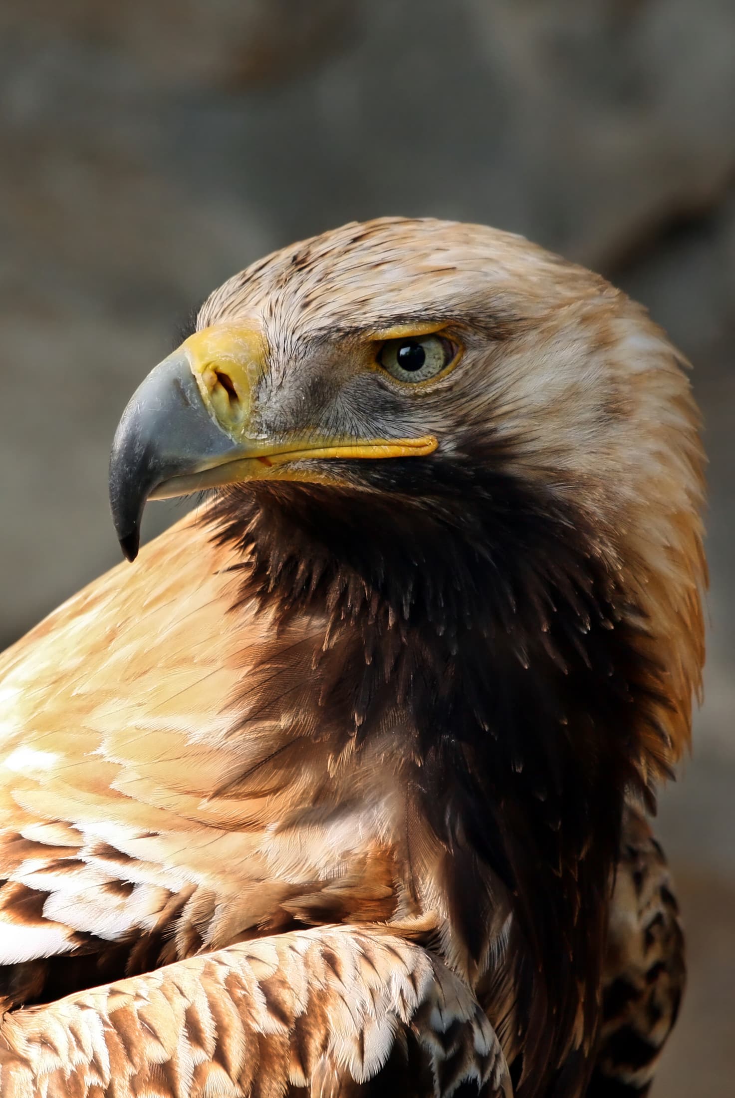 File:Kaiseradler Aquila heliaca 2 amk.jpg