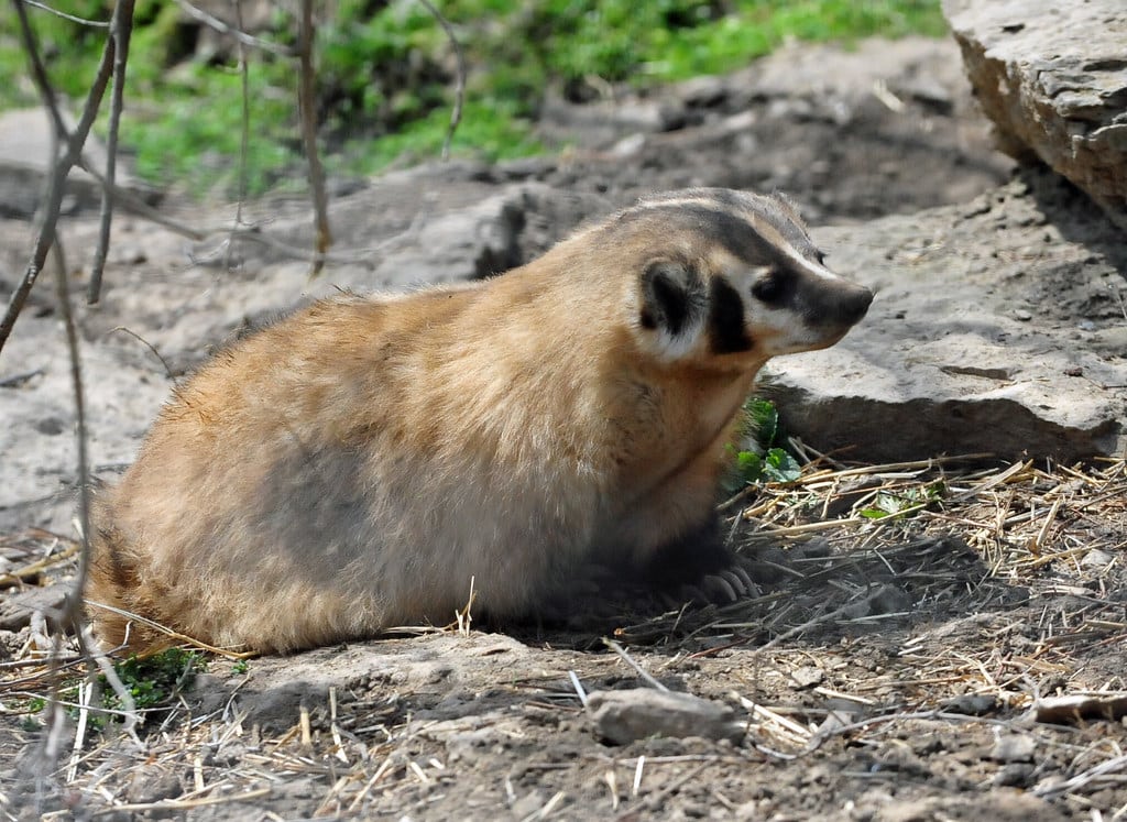 American badger (Taxidea taxus)