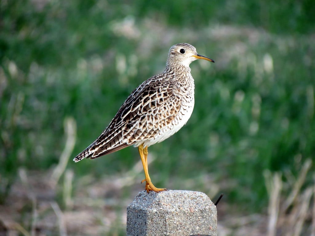 Upland Sandpiper Upland Sandpiper