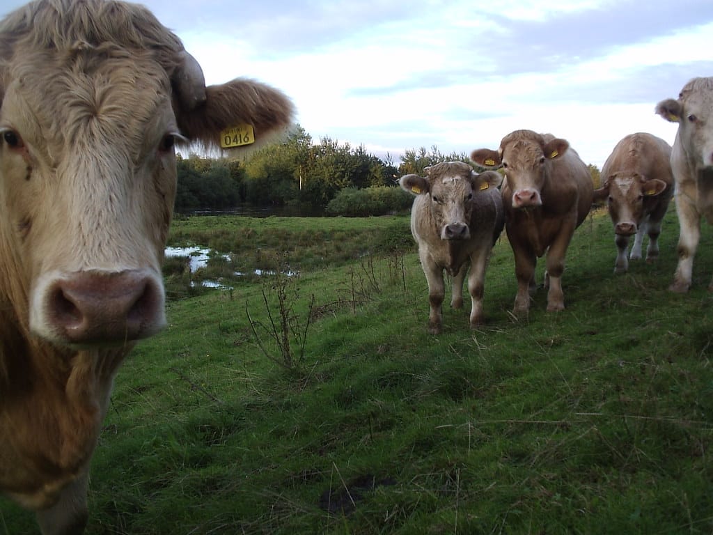 Cows P1010165 Cows P1010165