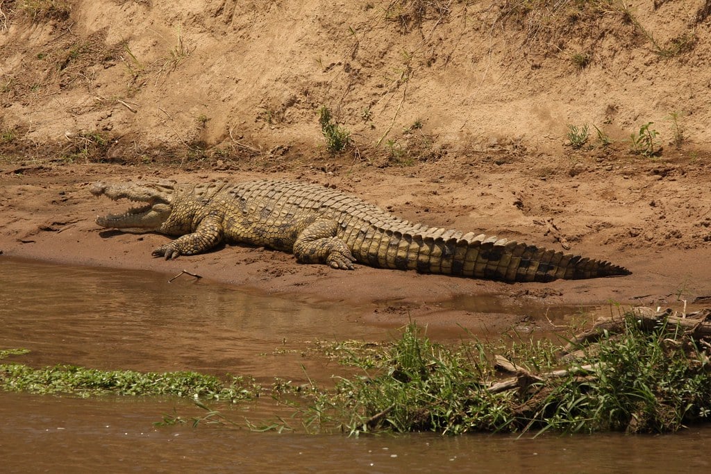 Crocodile Crocodile