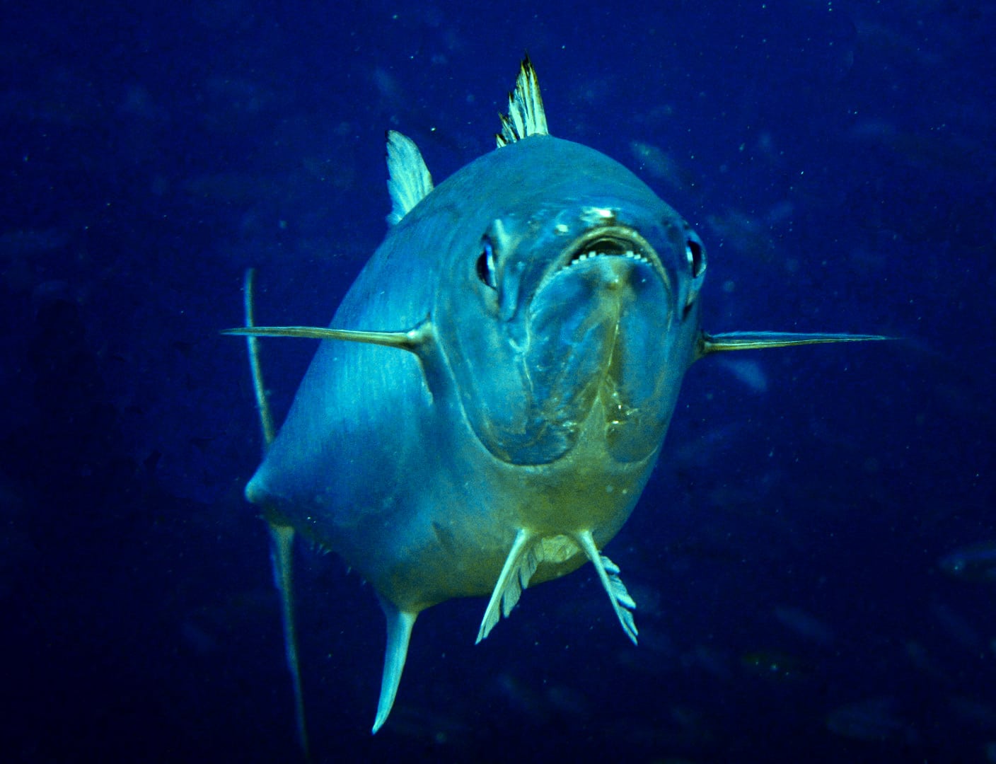 0712GBR 34 dogtooth tuna M (3746180930)