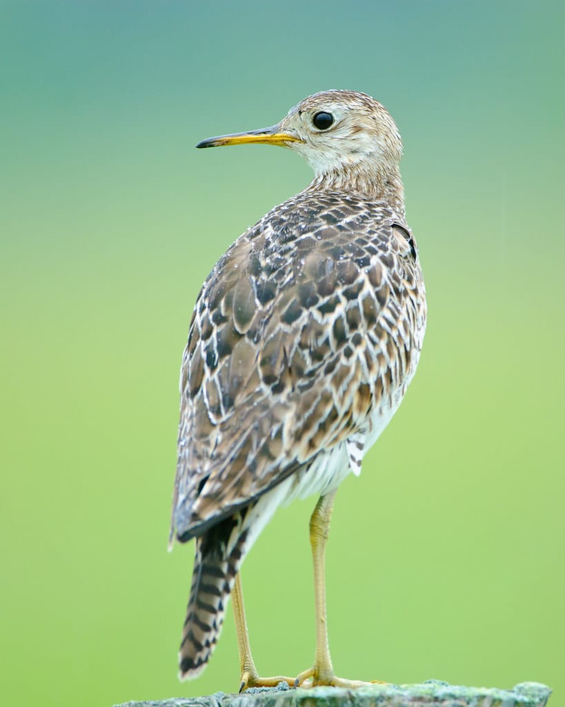 Upland Sandpiper After the Rain Upland Sandpiper After the Rain