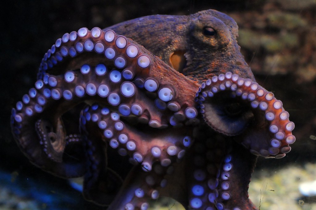 Octopus