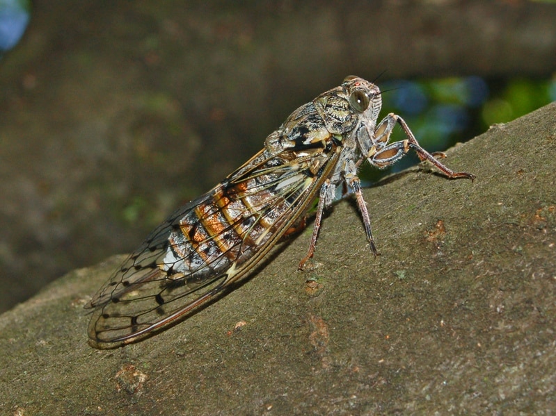 Cicadidae – Cicada orni-2