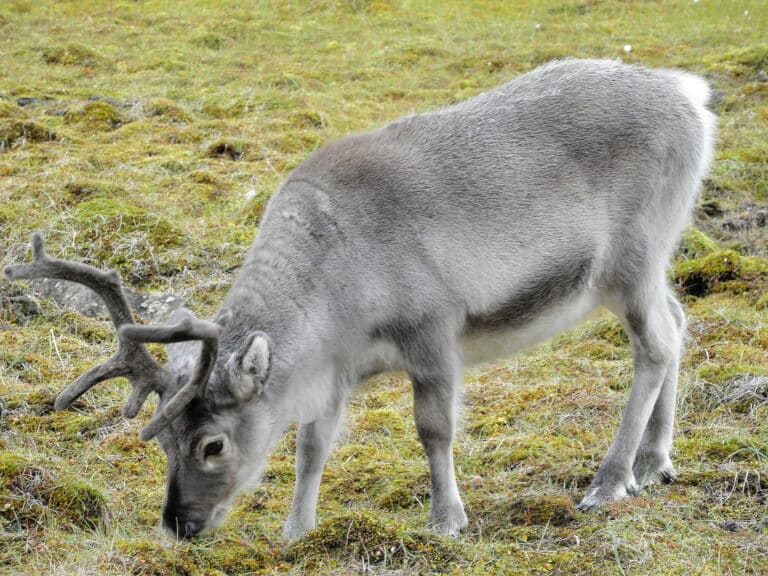 Svalbard reindeer