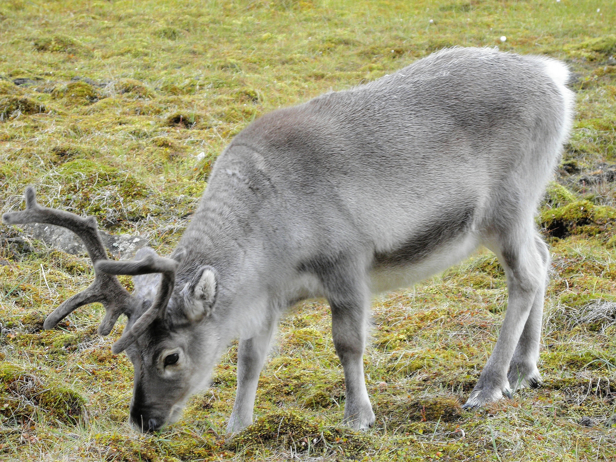 Svalbard reindeer