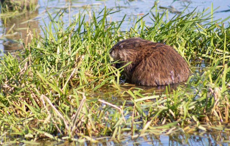 Ondatra zibethicus Ondatra zibethicus