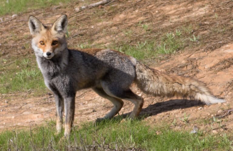 Vulpes vulpes at Eshel HaNasi3, israel Vulpes vulpes at Eshel HaNasi3, israel