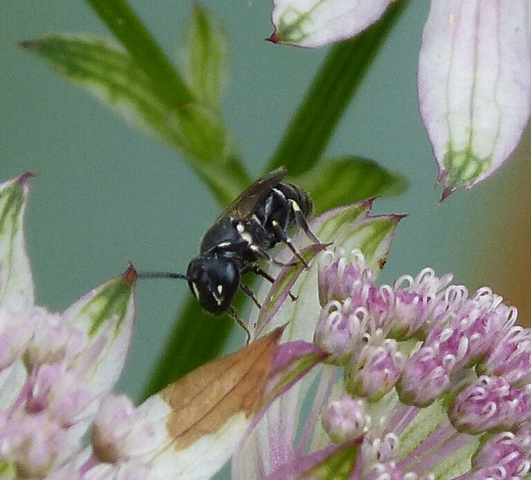 Hylaeus species. Yellow-faced Bee