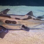 A dark brown, elephant-stripe patterned fish with prominent fins and a pointed snout lies gracefully on the sandy seabed.