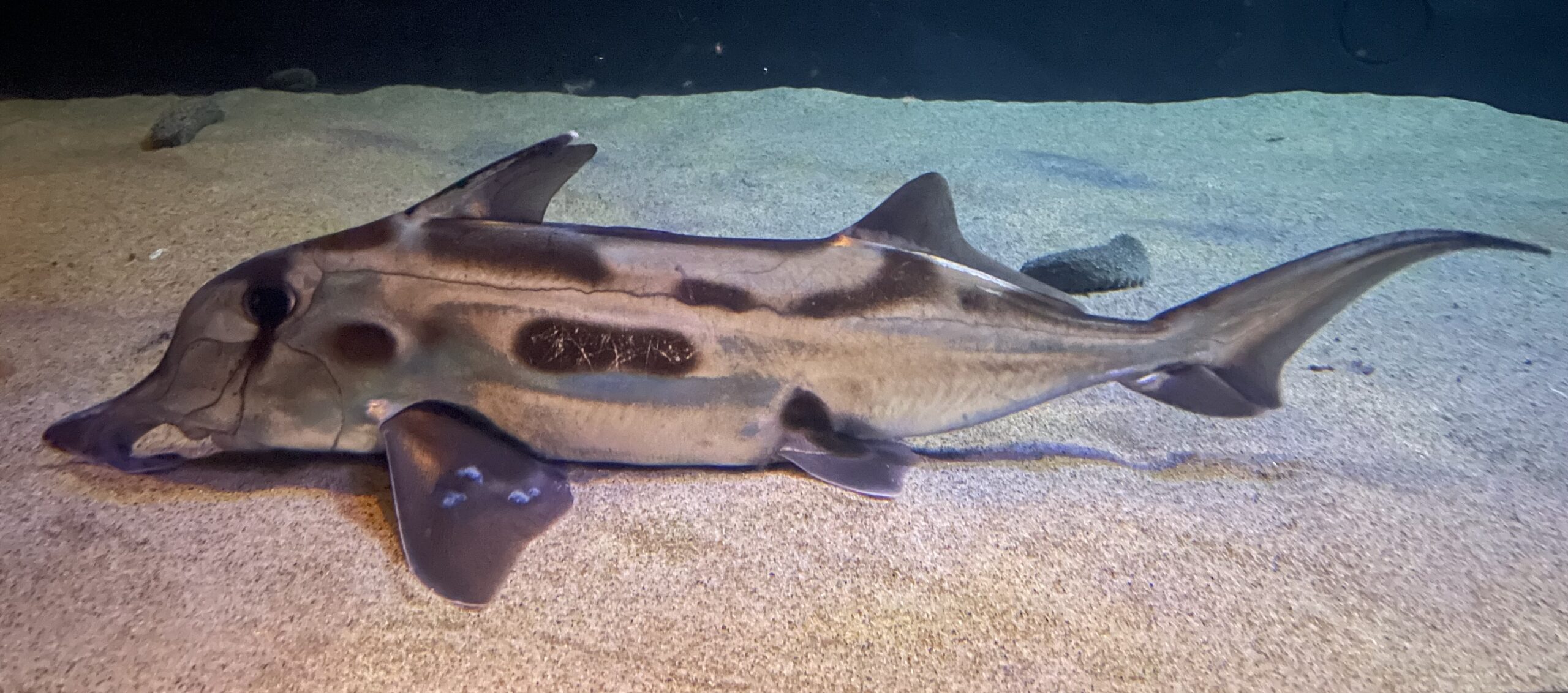 A dark brown, elephant-stripe patterned fish with prominent fins and a pointed snout lies gracefully on the sandy seabed.
