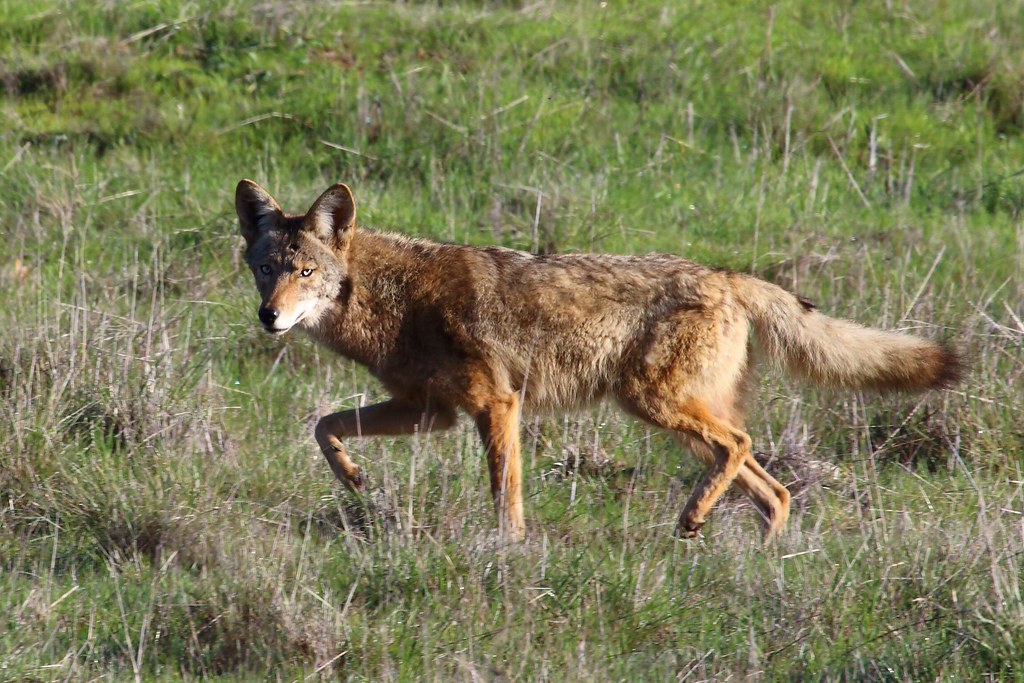 Coyote Coyote