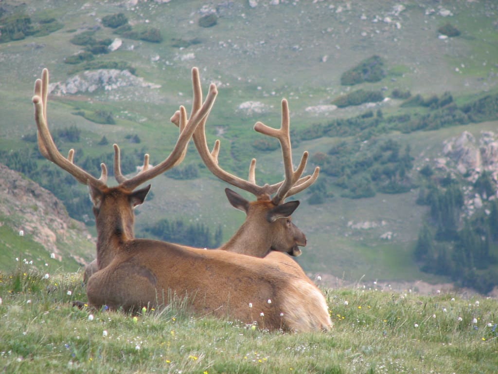 Cervus canadensis (North American elk) (Rocky Mountains National Park, Colorado, USA) 5
