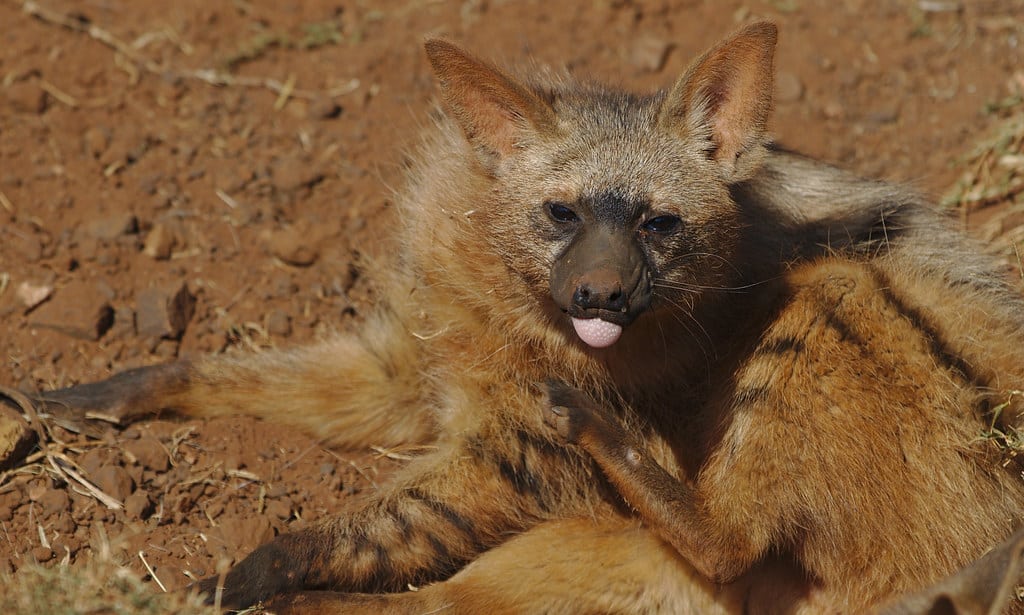 Aardwolf, Proteles cristata, at Lion and Rhino Reserve, Gauteng, South Africa
