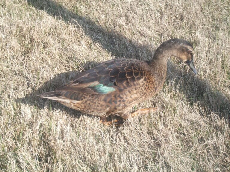 Pato doméstico (Cairina moschata)