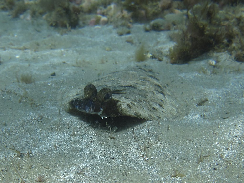 Flounder Flounder