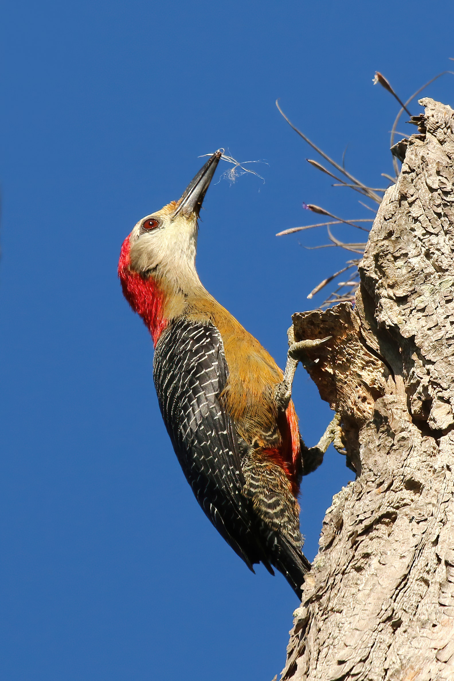 Jamaican woodpecker (Melanerpes radiolatus) male Jamaican woodpecker (Melanerpes radiolatus) male