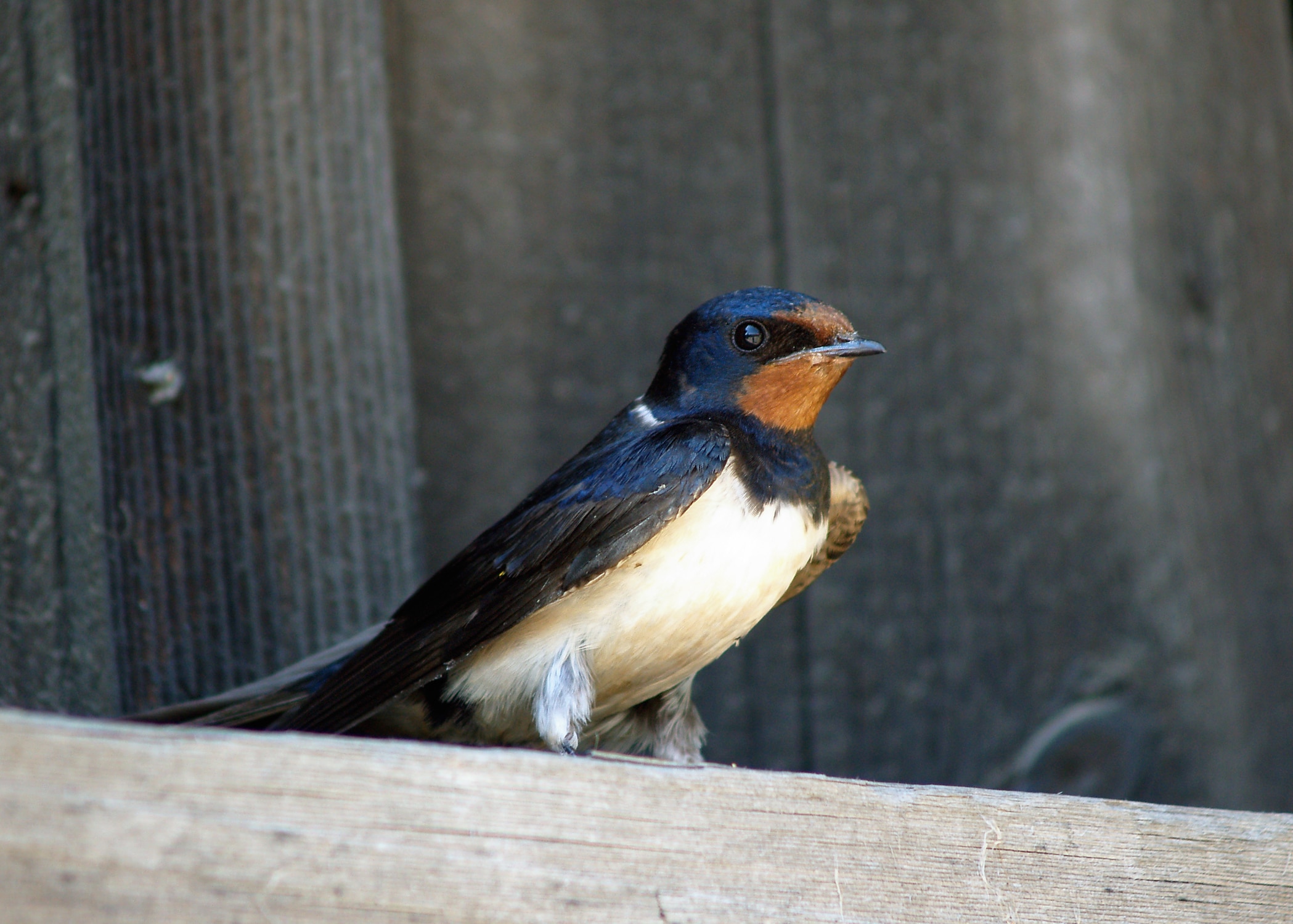 Hirundo rustica LC0073