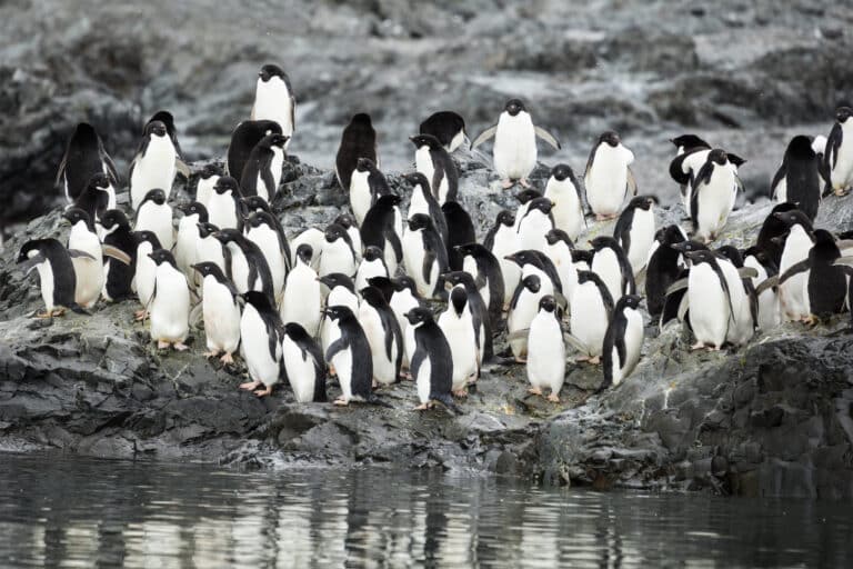 Hope Bay-2016-Trinity Peninsula–Adélie penguin (Pygoscelis adeliae) 03 Hope Bay-2016-Trinity Peninsula–Adélie penguin (Pygoscelis adeliae) 03
