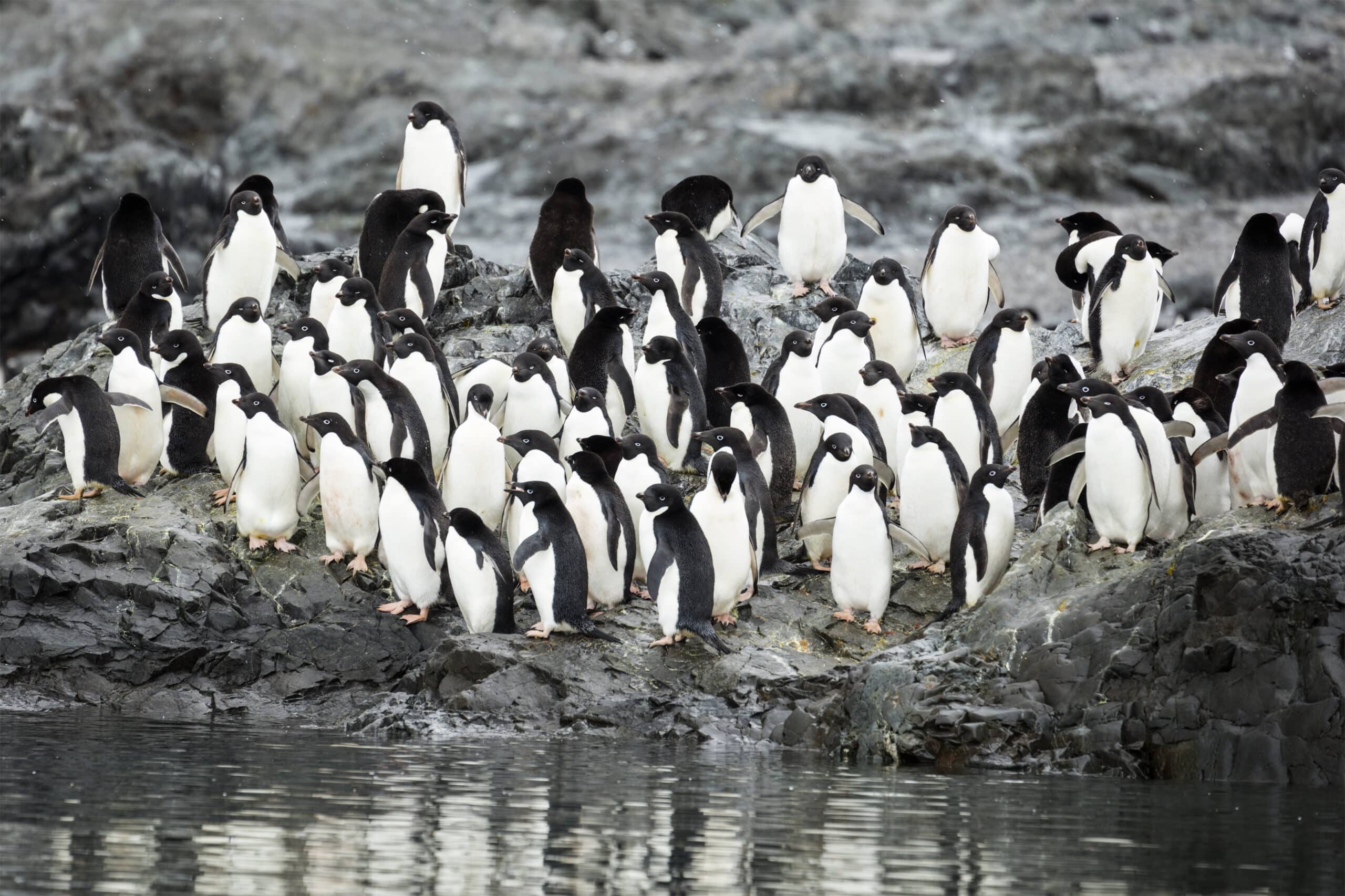 Hope Bay-2016-Trinity Peninsula–Adélie penguin (Pygoscelis adeliae) 03 Hope Bay-2016-Trinity Peninsula–Adélie penguin (Pygoscelis adeliae) 03