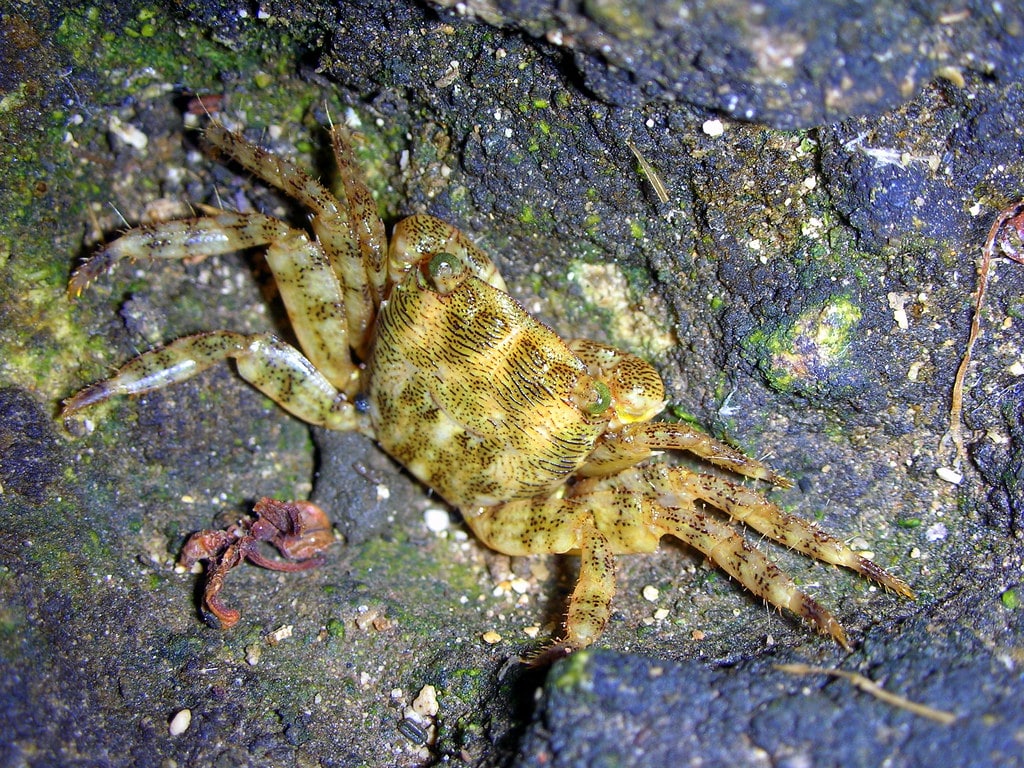 Little crab
