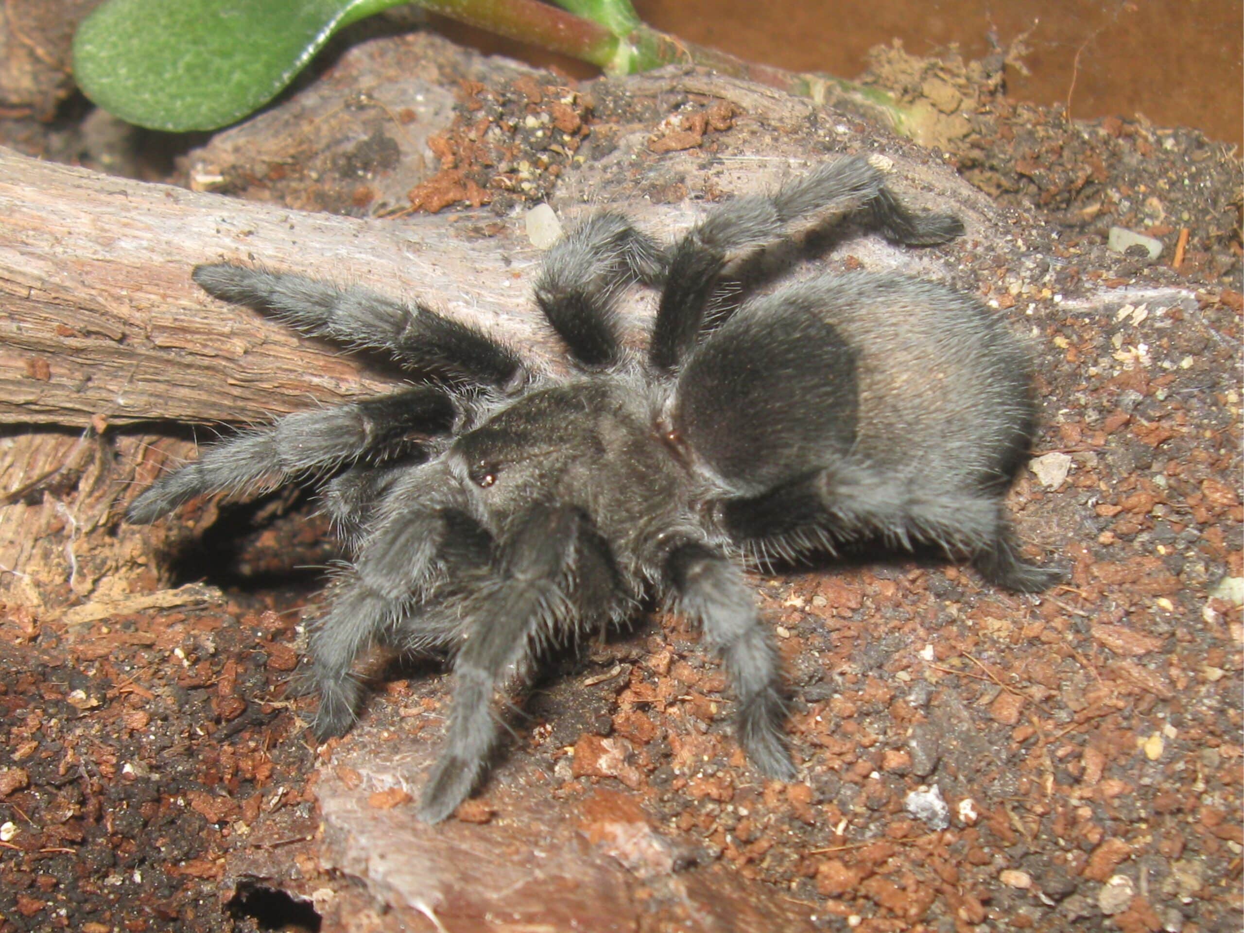 Grammostola pulchra hun