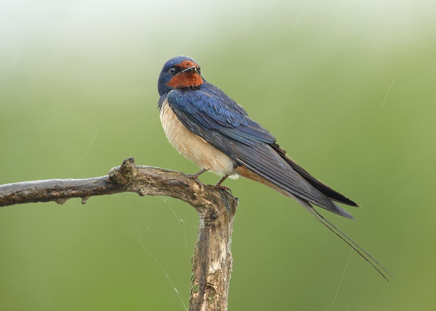 Hirundo rustica 1 (Martin Mecnarowski)