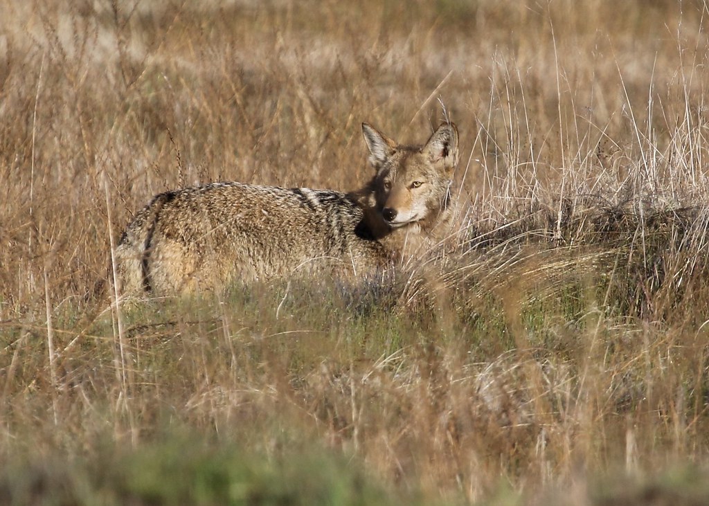Mr. coyote looks back (Explored) Mr. coyote looks back (Explored)