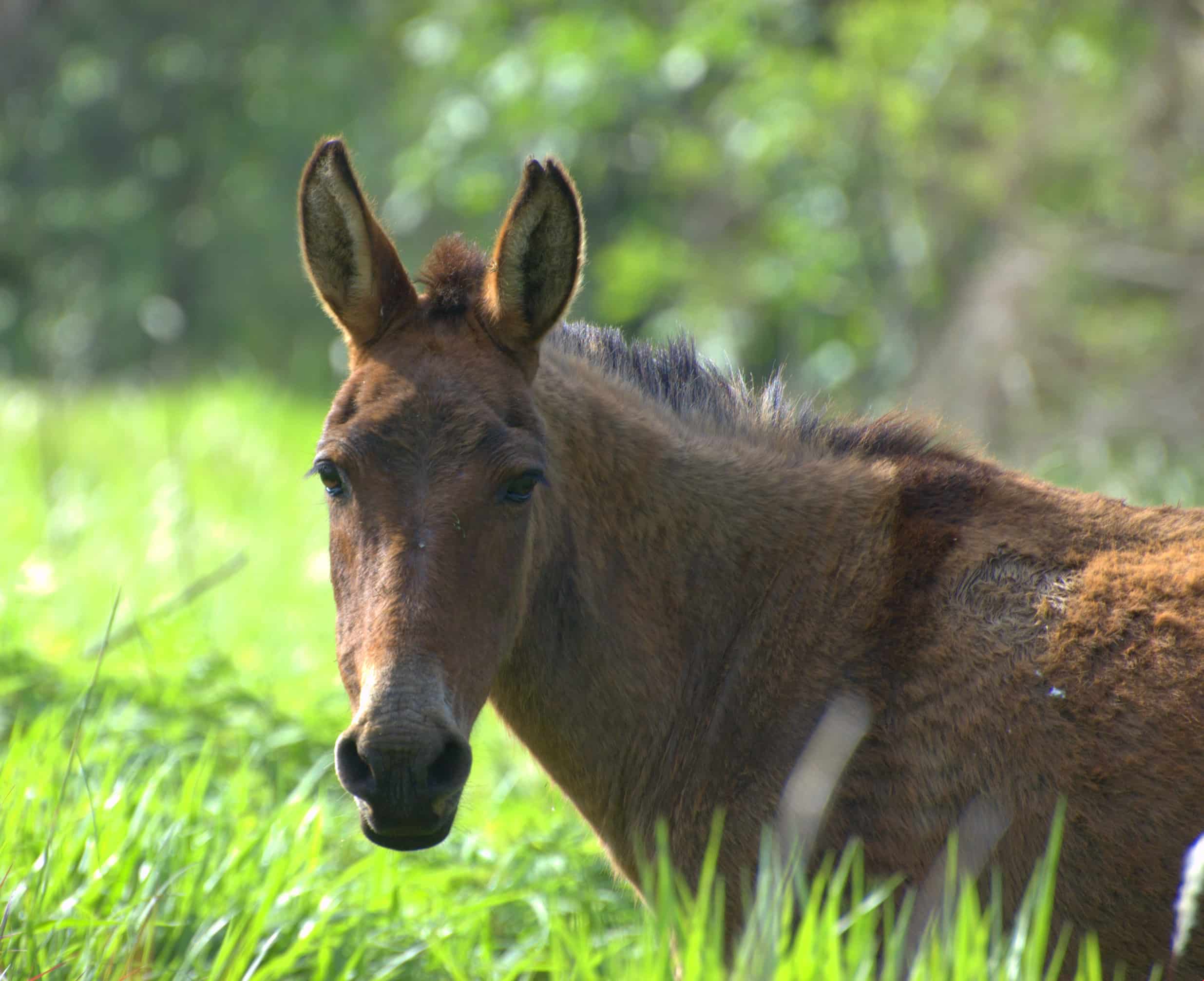 Mule