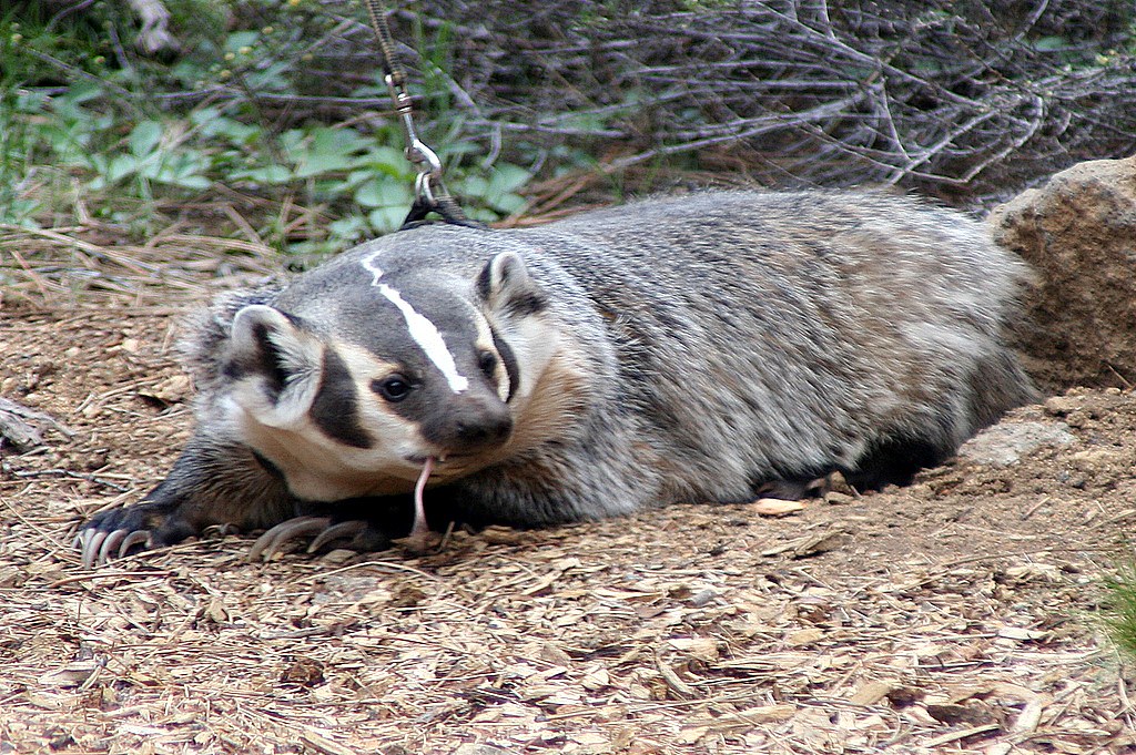 American Badger (Taxidea taxus)