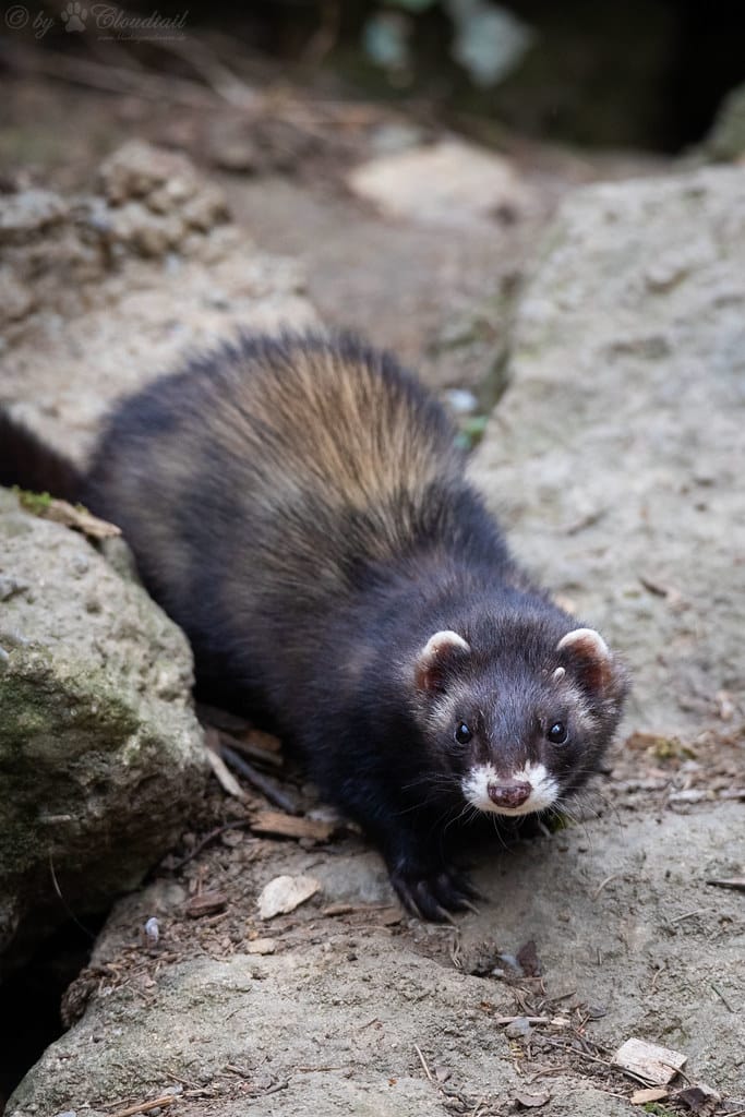Ferret Ferret