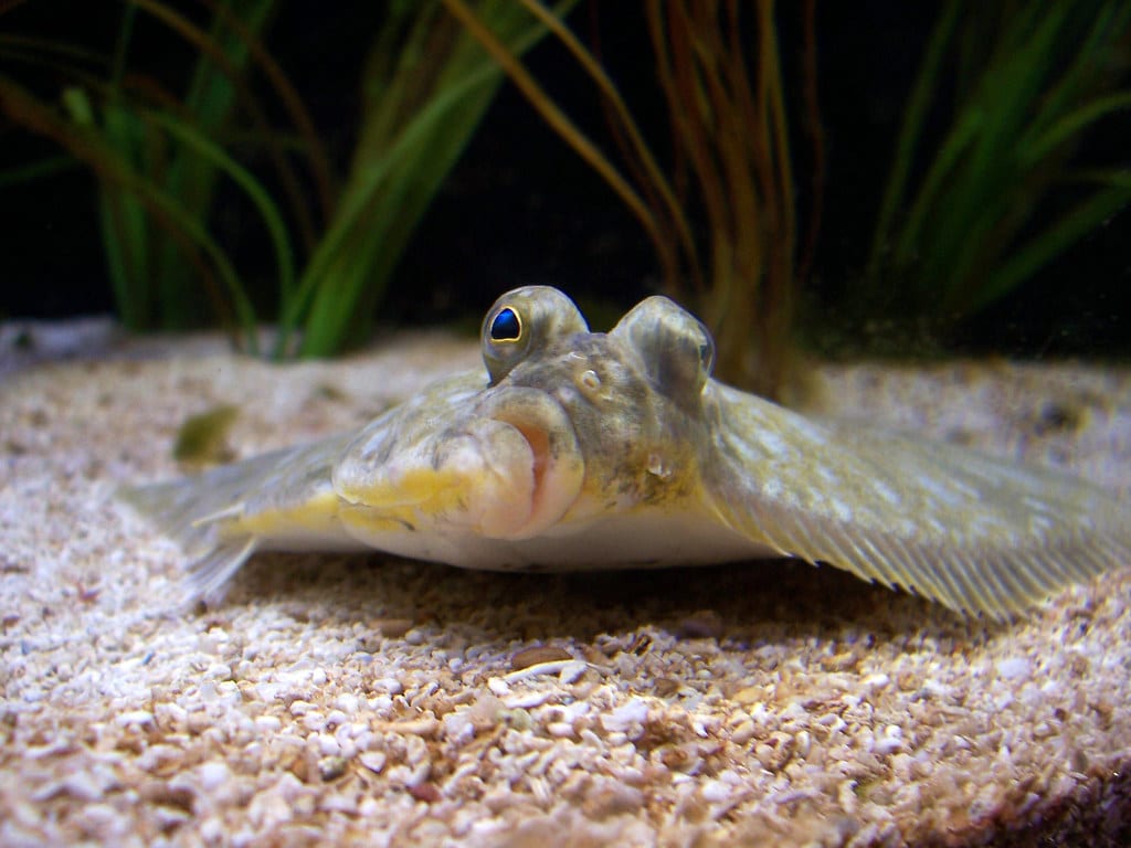 Flounder Flounder