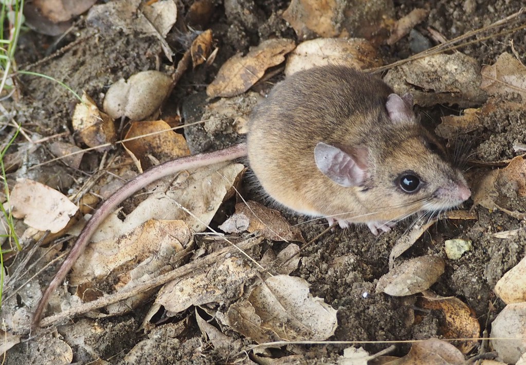 Deer Mouse, Peromyscus maniculatus Deer Mouse, Peromyscus maniculatus