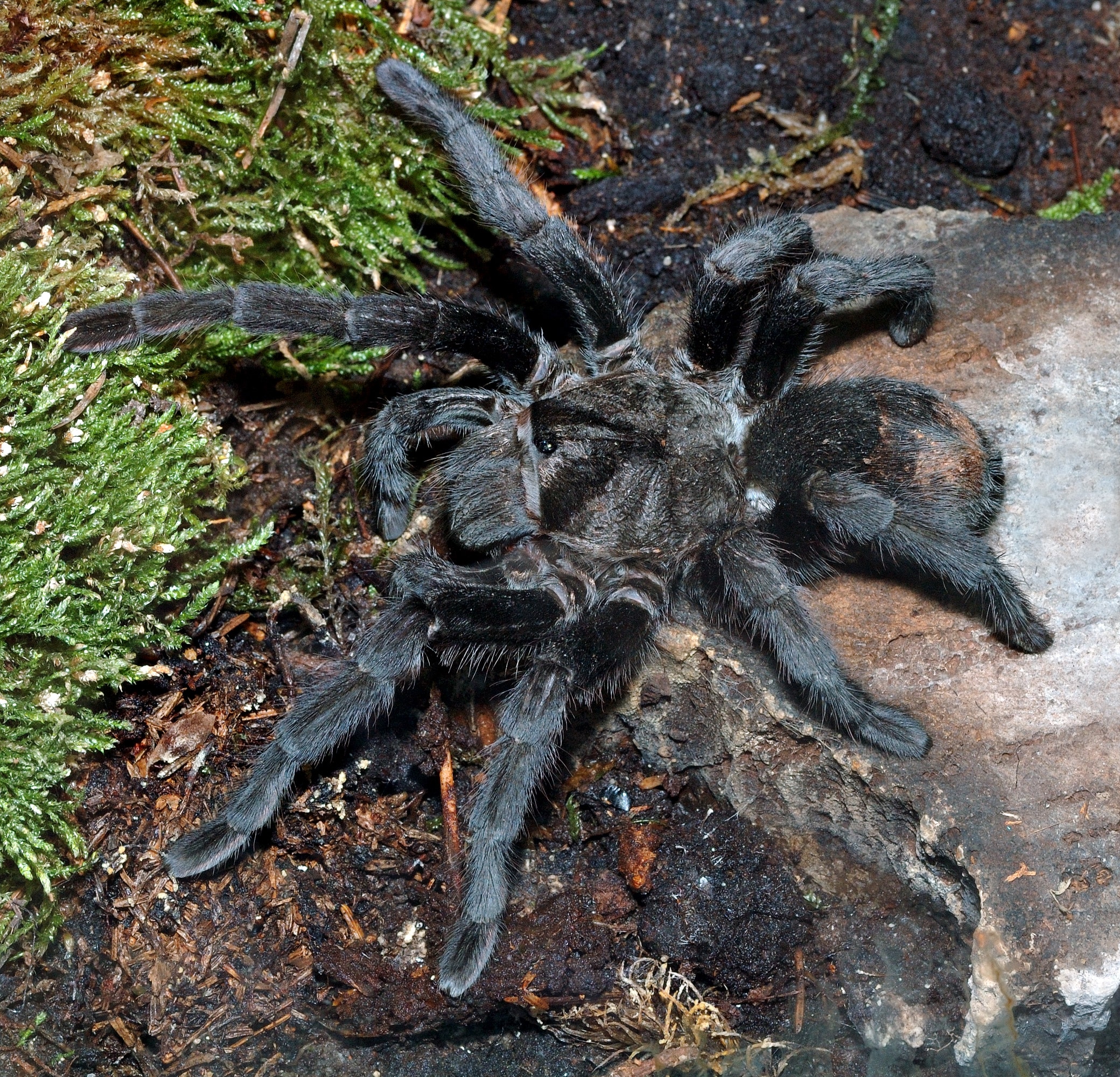 Grammostola pulchra (aka)
