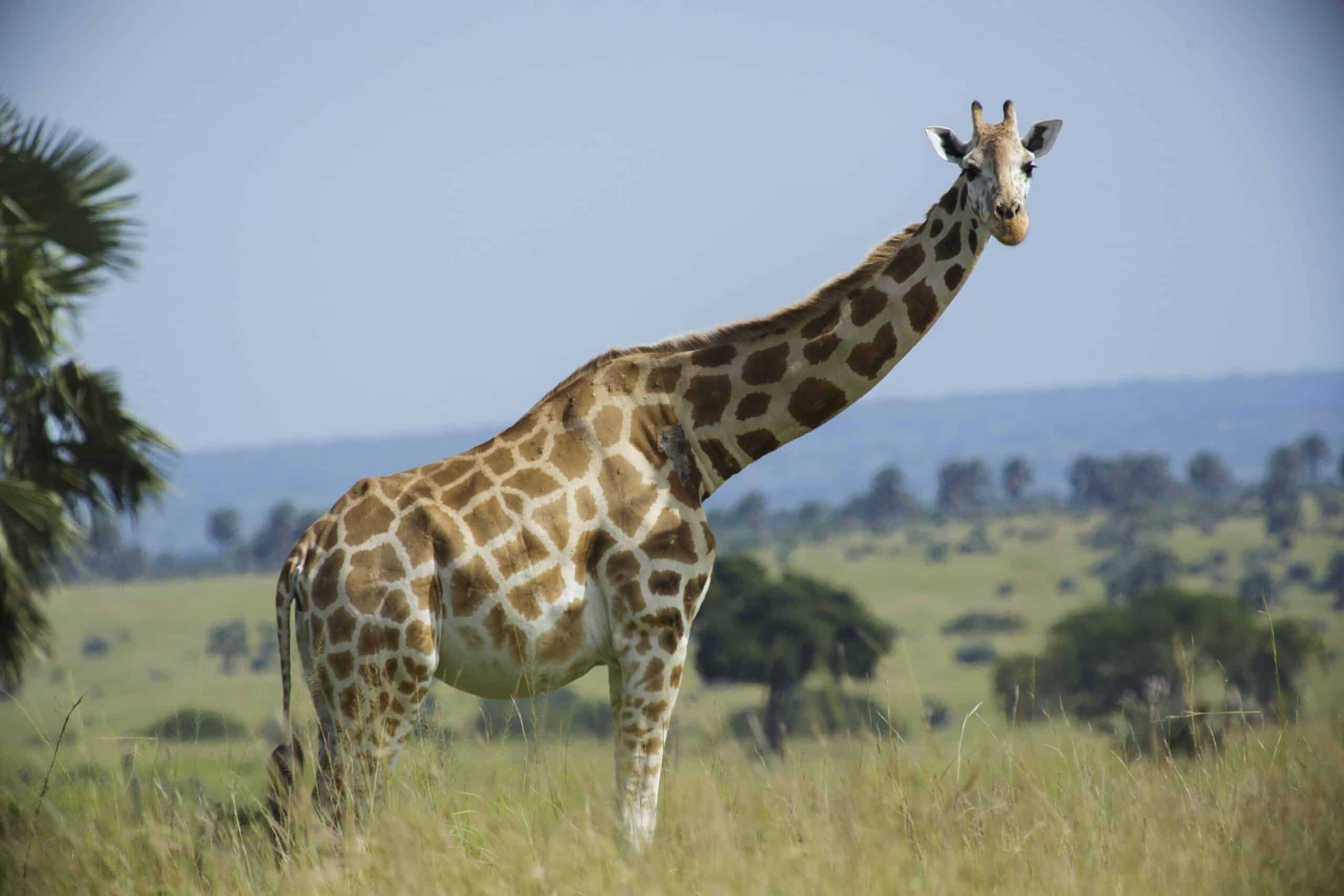 Giraffe