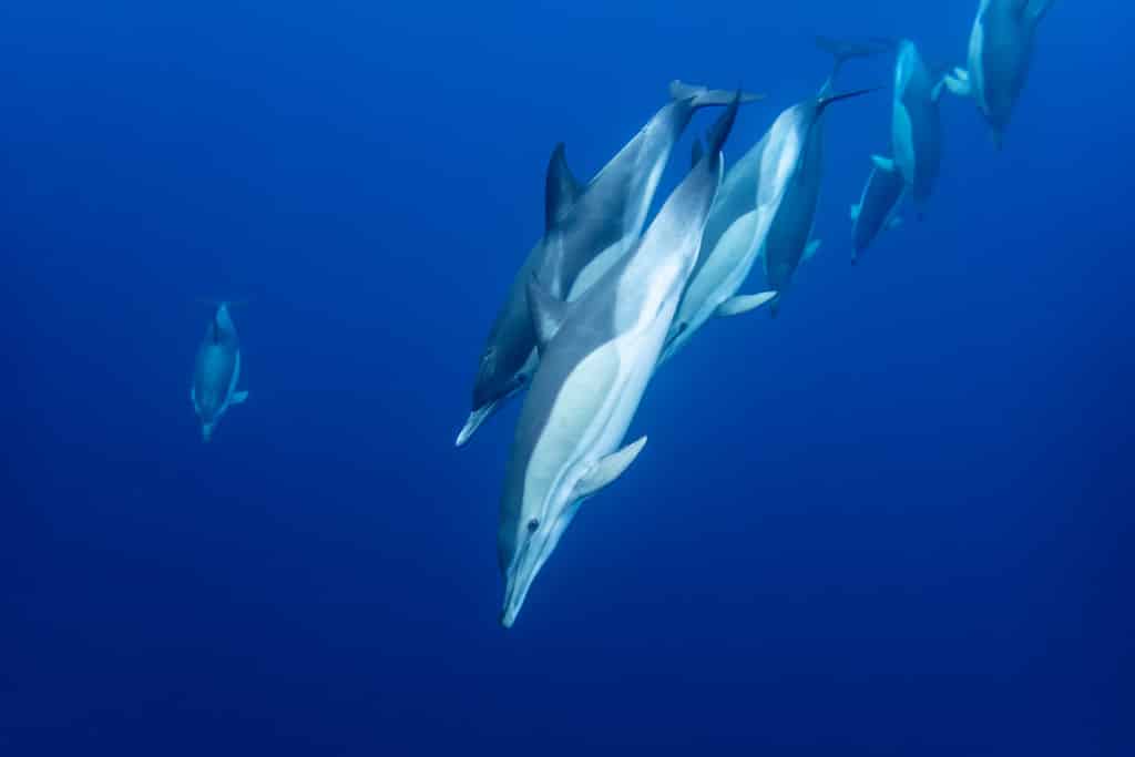 Common atlantic dolphins (Delphinus delphis), Atlantic ocean around Sao Miguel, Azores